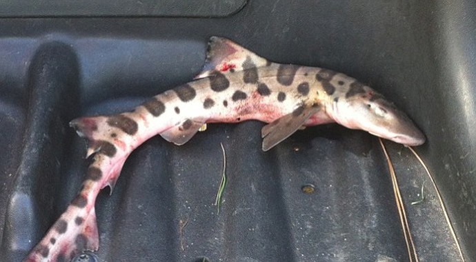 A leopard shark that was found alive Oct. 22 at San Juan Hills Golf Course.