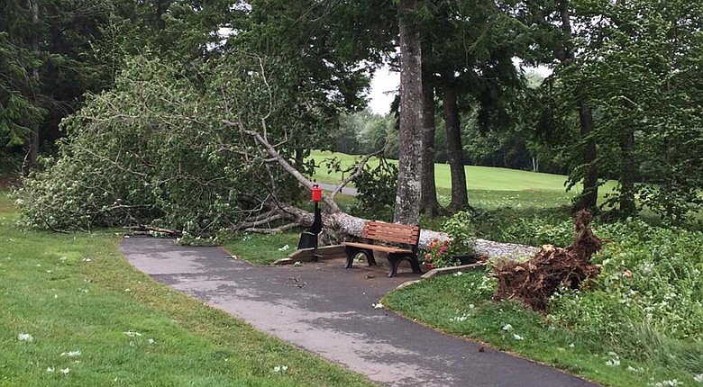Tropical Storm Arthur knocked down this tree near the eighth tee and several others at Ashburn Golf Club in Halifax, Nova Scotia, forcing the postponement of the third round of the Web.com Tour's 2014 Nova Scotia Open.