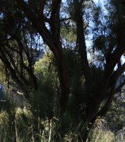 photo thumbnail
