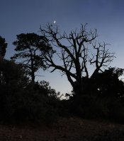 photo thumbnail