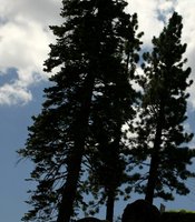 photo thumbnail