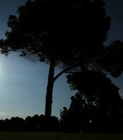 photo thumbnail
